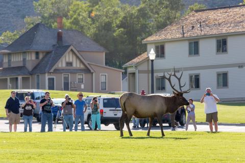 Bull elk standing on a grassy area, surrounded by people taking photos, with buildings and trees in the background.