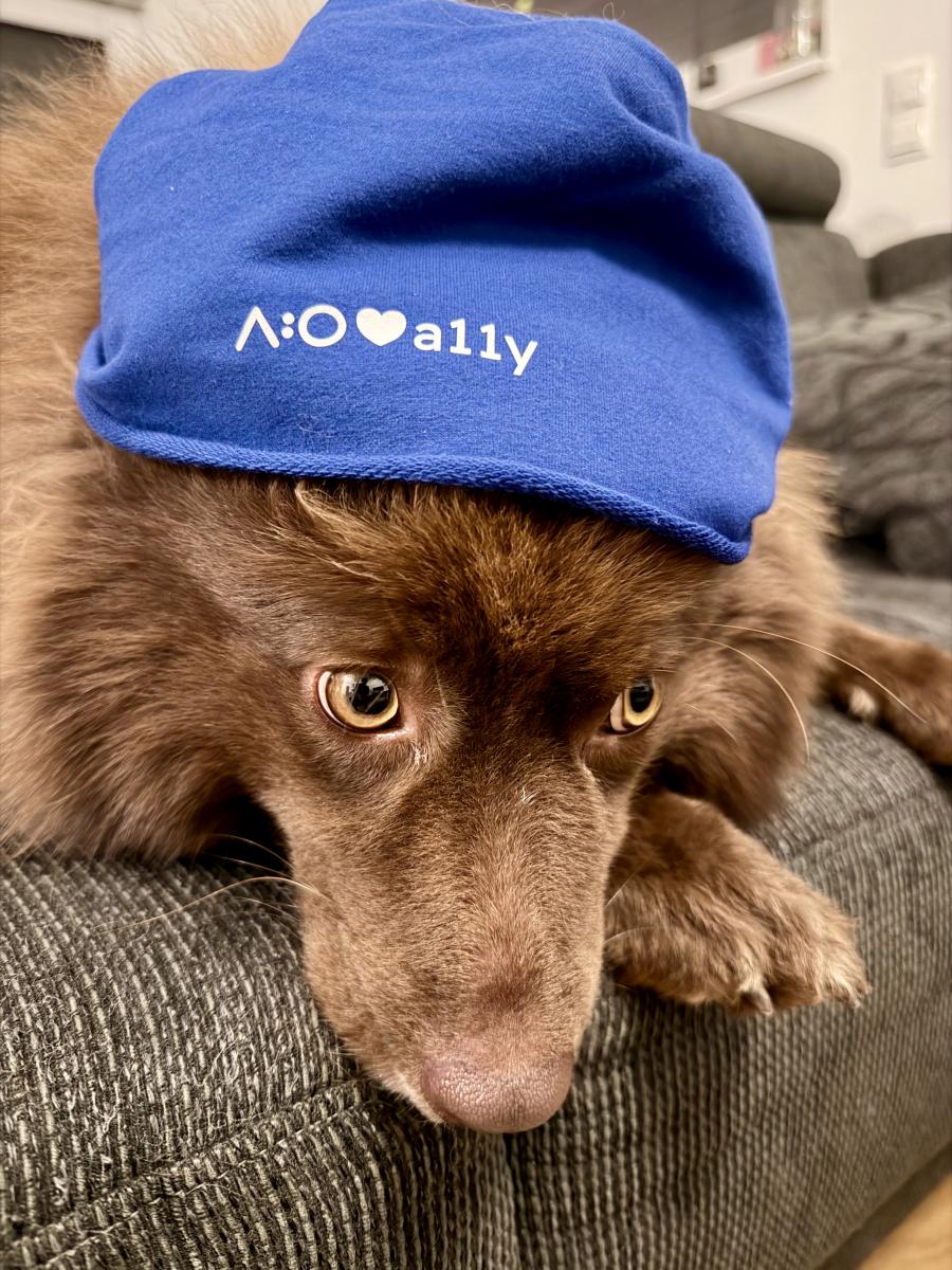 Groß-Spitz Hund mit Blauer Mütze. Auf der Mütze die Aufschrift a:o (steht für acolono) Herz Symbol a11y (steht für accessibility)