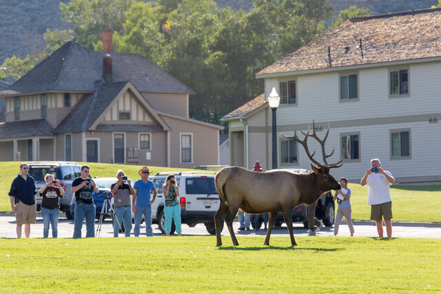 Bull elk standing on a grassy area, surrounded by people taking photos, with buildings and trees in the background.